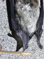 صورة Myotis yumanensis (H. Allen 1864)