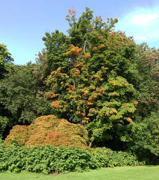 Image of Japanese maple