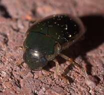 Слика од Tropisternus (Tropisternus) lateralis nimbatus (Say 1823)