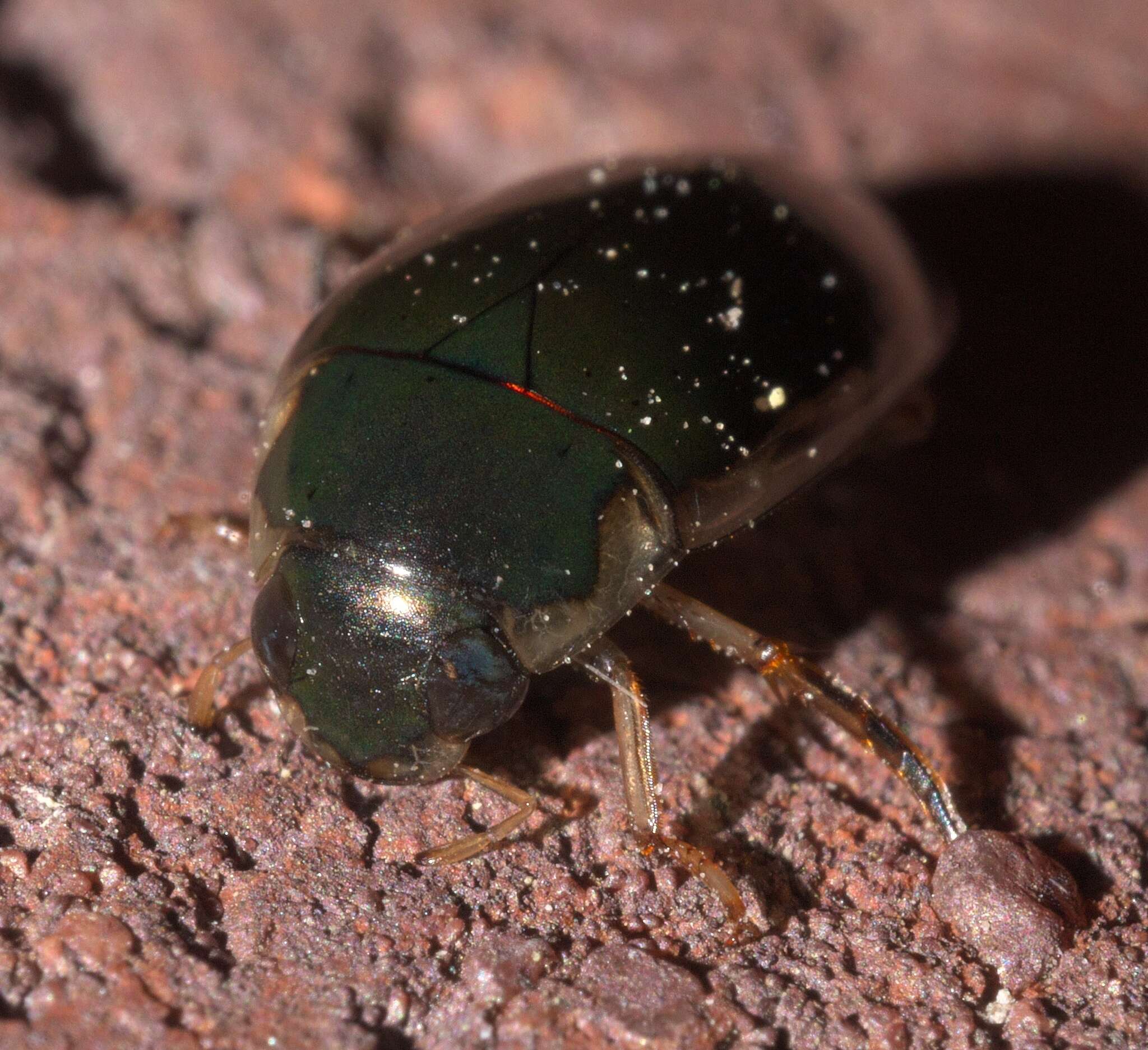 Image of Tropisternus (Tropisternus) lateralis nimbatus (Say 1823)