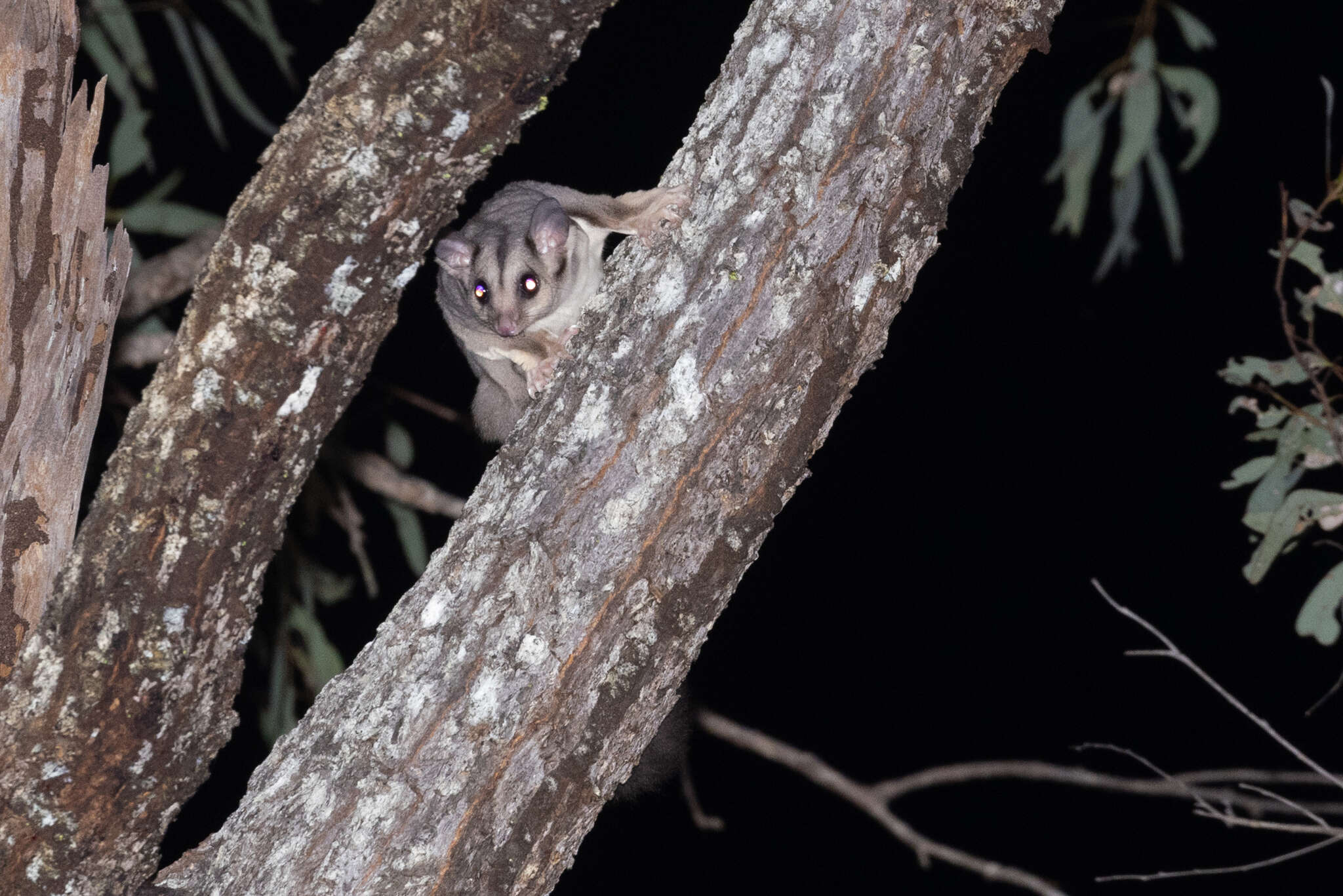 Image of Squirrel Glider