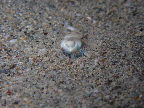 Image of Southern Bottletail Squid