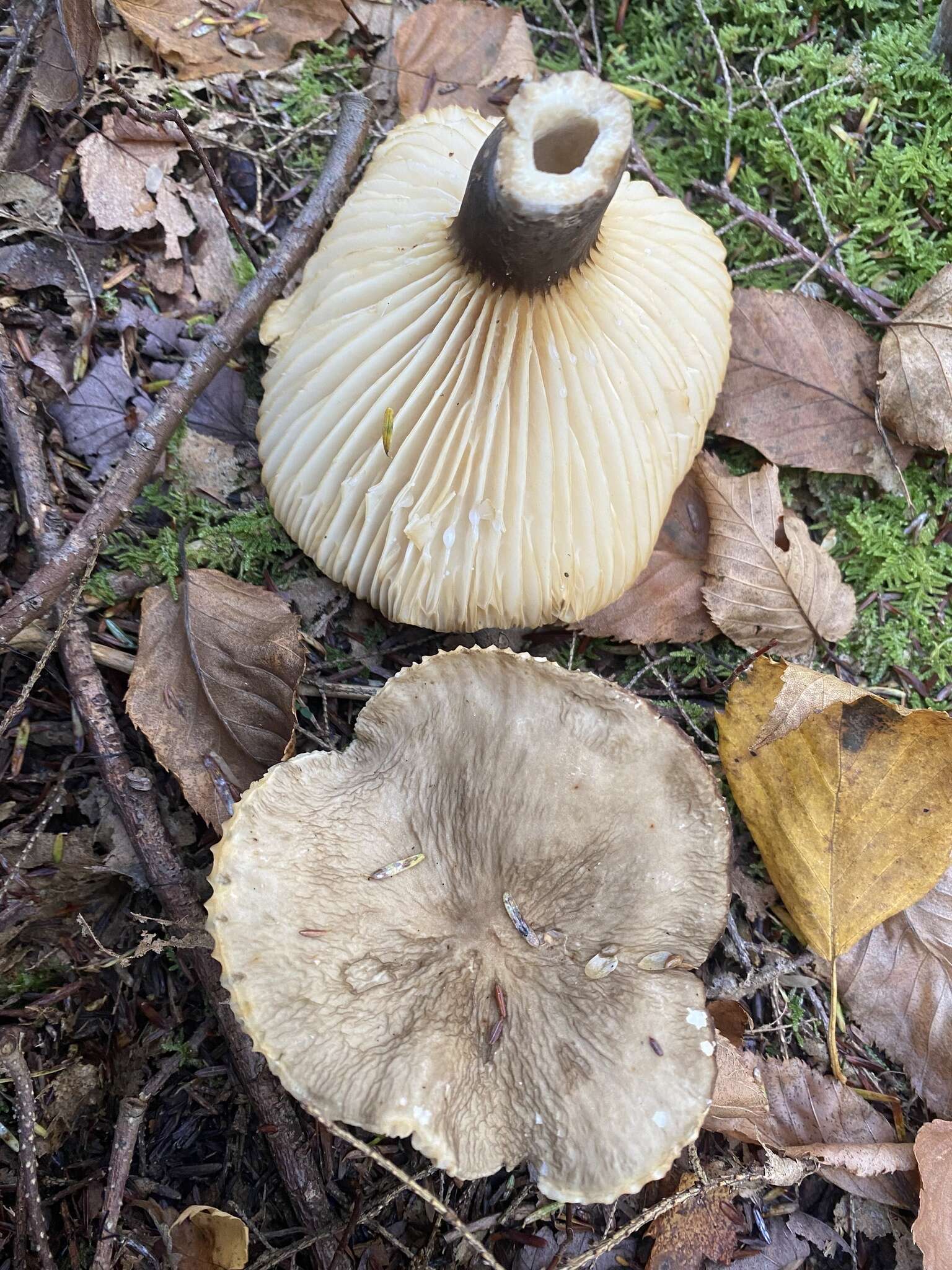 Image of Lactarius gerardii Peck 1873