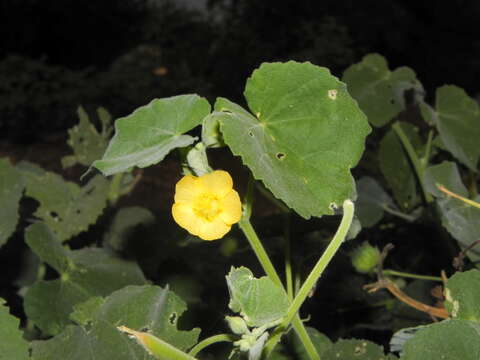 Image of Abutilon pannosum (Forst. fil.) Schltdl.