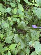 Imagem de Hosta ventricosa Stearn