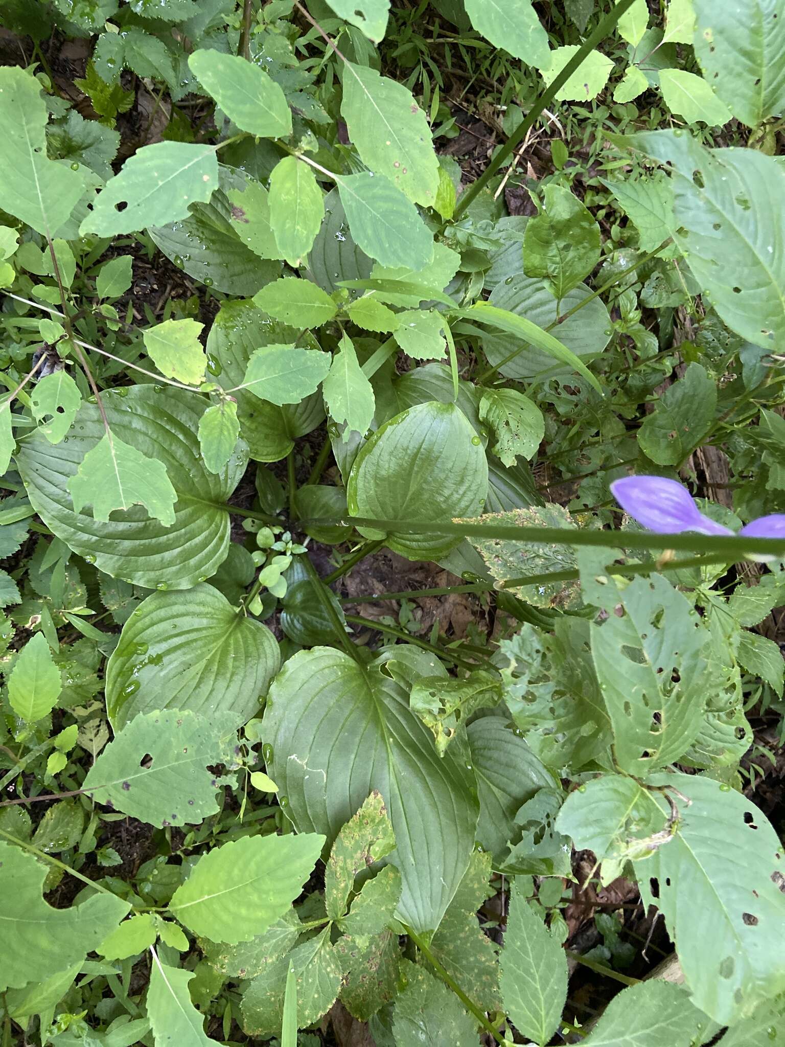 Imagem de Hosta ventricosa Stearn