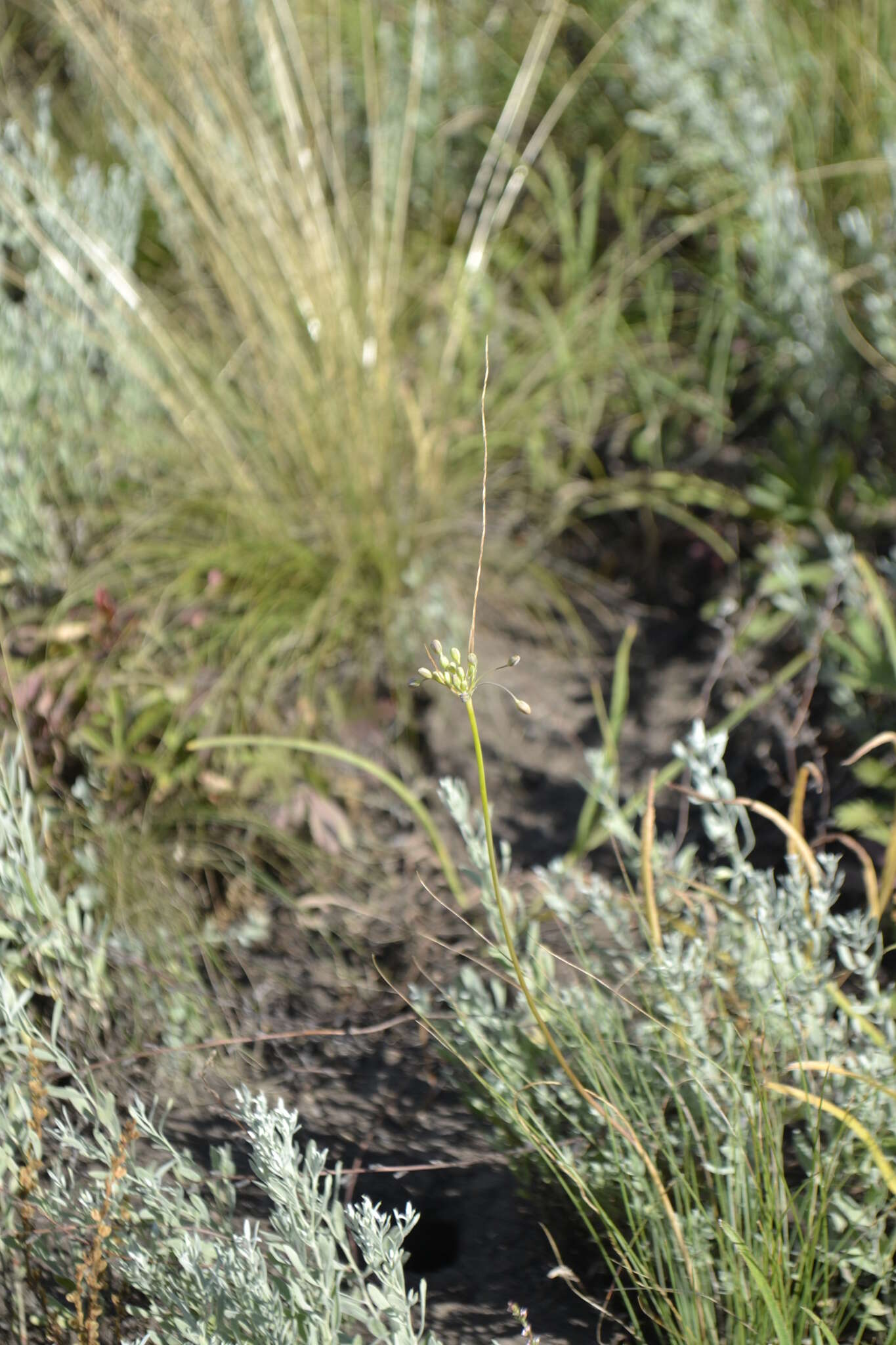Image of Allium flavum subsp. tauricum (Besser ex Rchb.) K. Richt.
