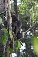 Image of Western Lowland Gorilla