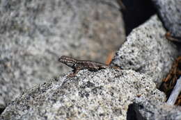 Image of Mountain Swift