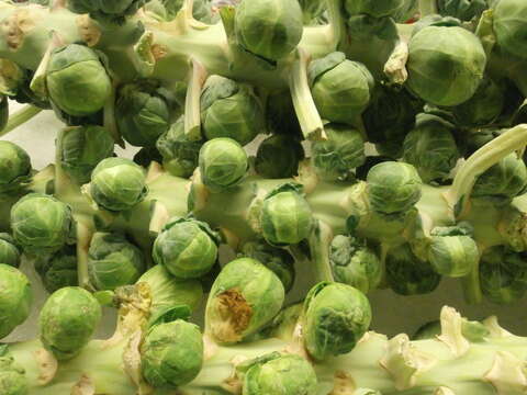 Image of Brussels Sprout