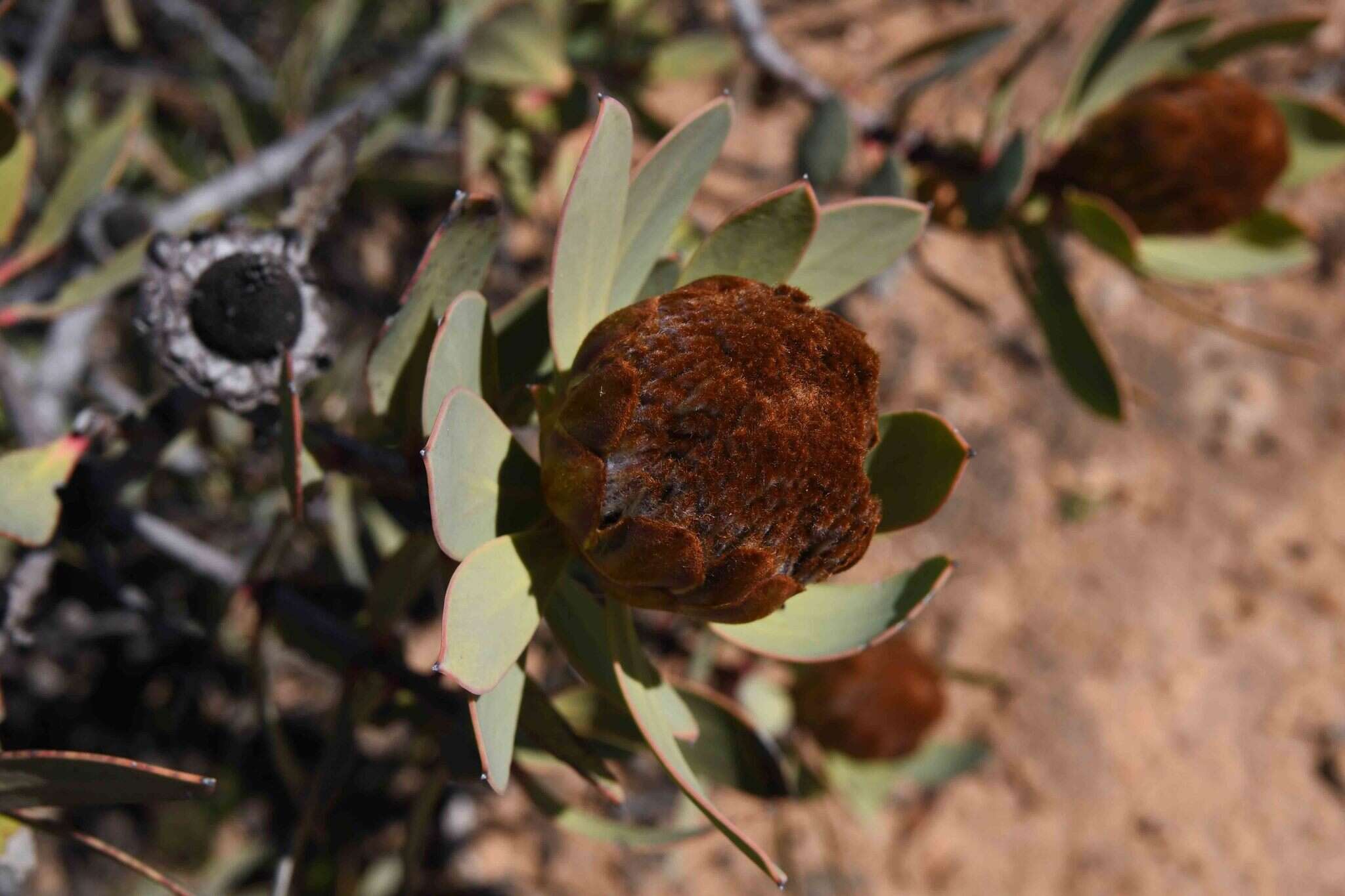 Image of clanwilliam sugarbush