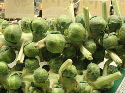 Image of Brussels Sprout