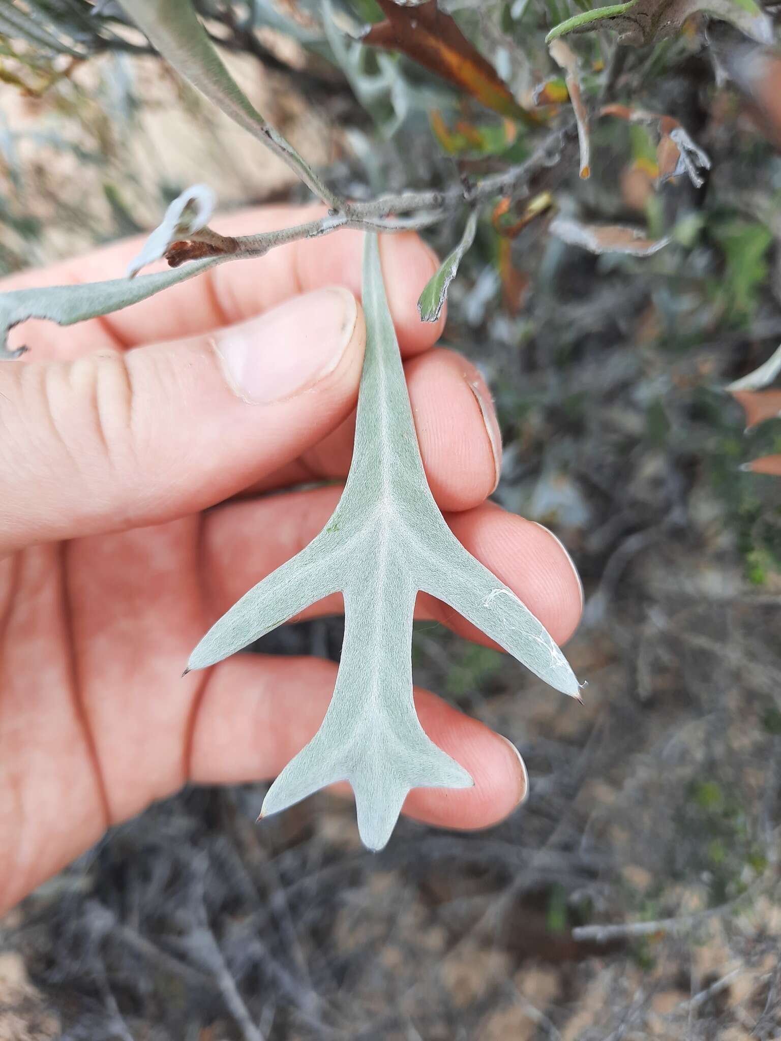 Imagem de Grevillea ilicifolia subsp. lobata (F. Müll.) Downing