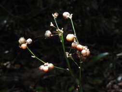 Слика од Romnalda strobilacea R. J. F. Hend. & Sharpe