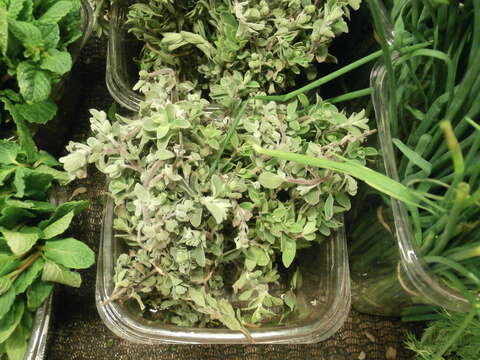 Imagem de Origanum majorana L.