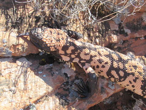 Image of Banded gila monster