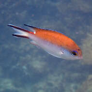 Image of Norfolk Chromis