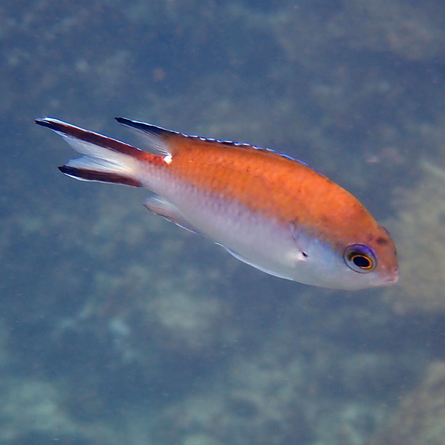 Image de Chromis norfolkensis Allen G. R. & Allen M 2021