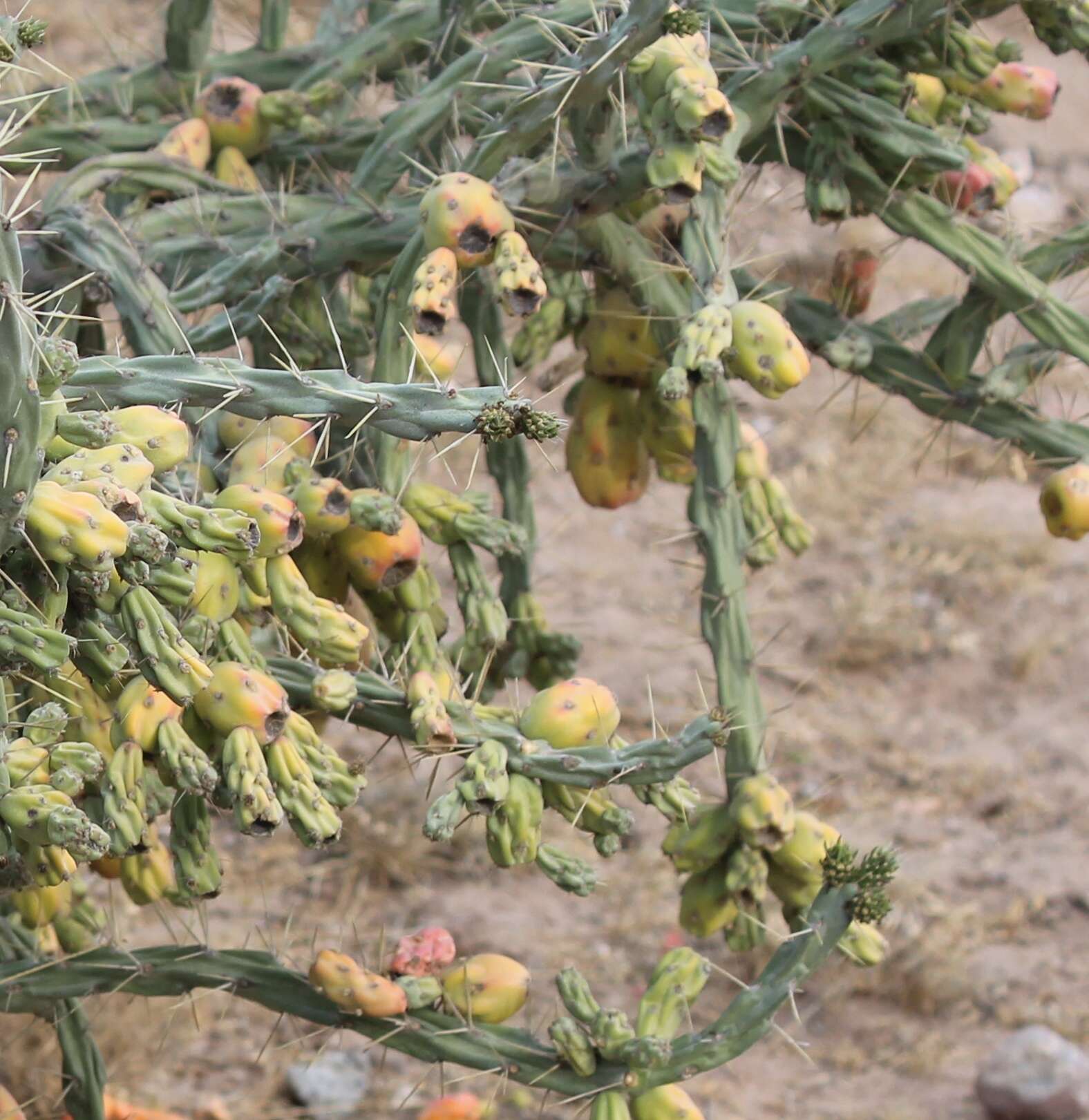 Image of Cylindropuntia imbricata subsp. cardenche