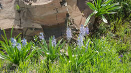 Image of Cusick's camas