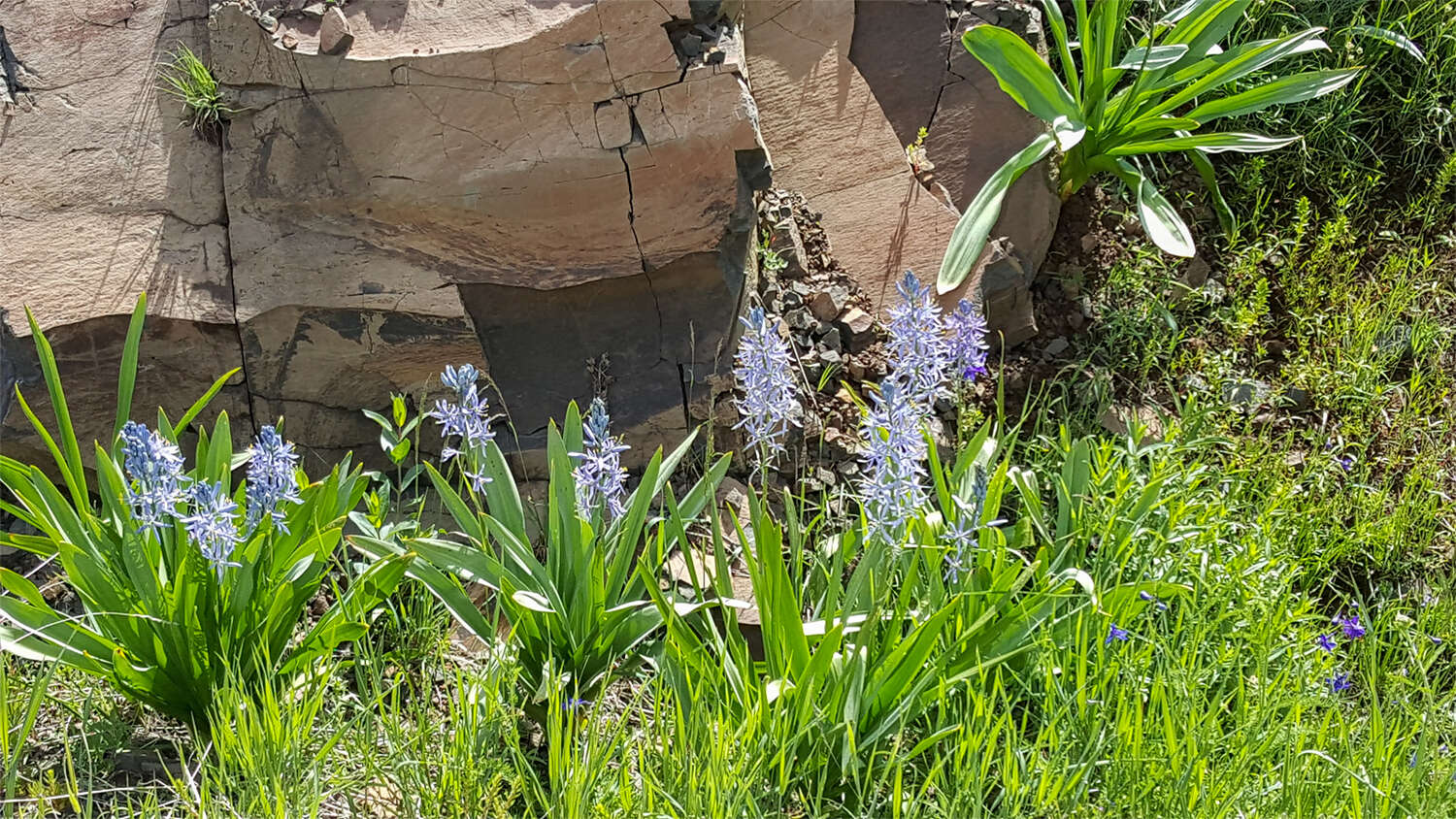 Image of Cusick's camas