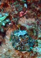 Image of Shorthorn cowfish