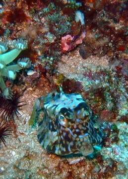 Image of Shorthorn cowfish