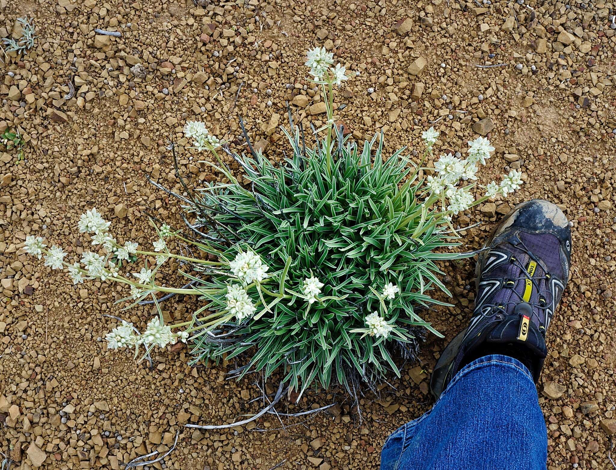 Image of pine green gentian