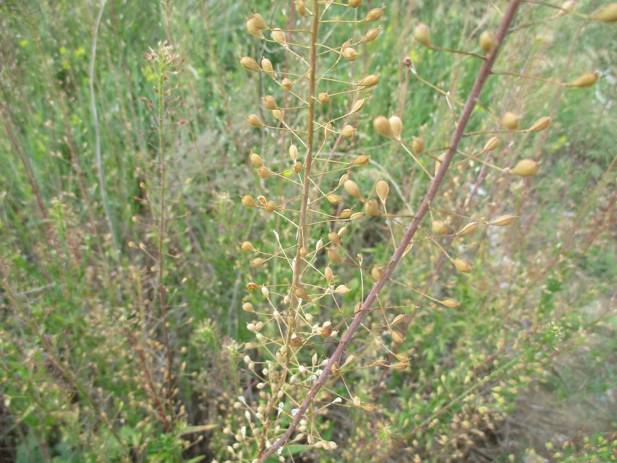 Image of false flax