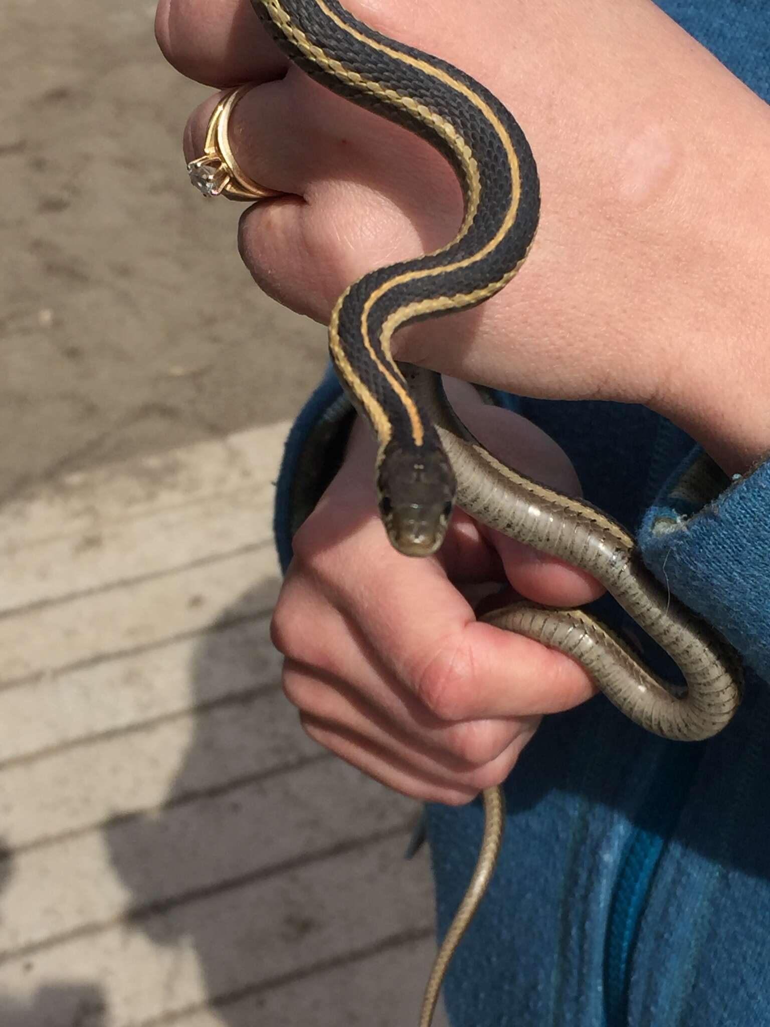 Sivun Thamnophis elegans elegans (Baird & Girard 1853) kuva