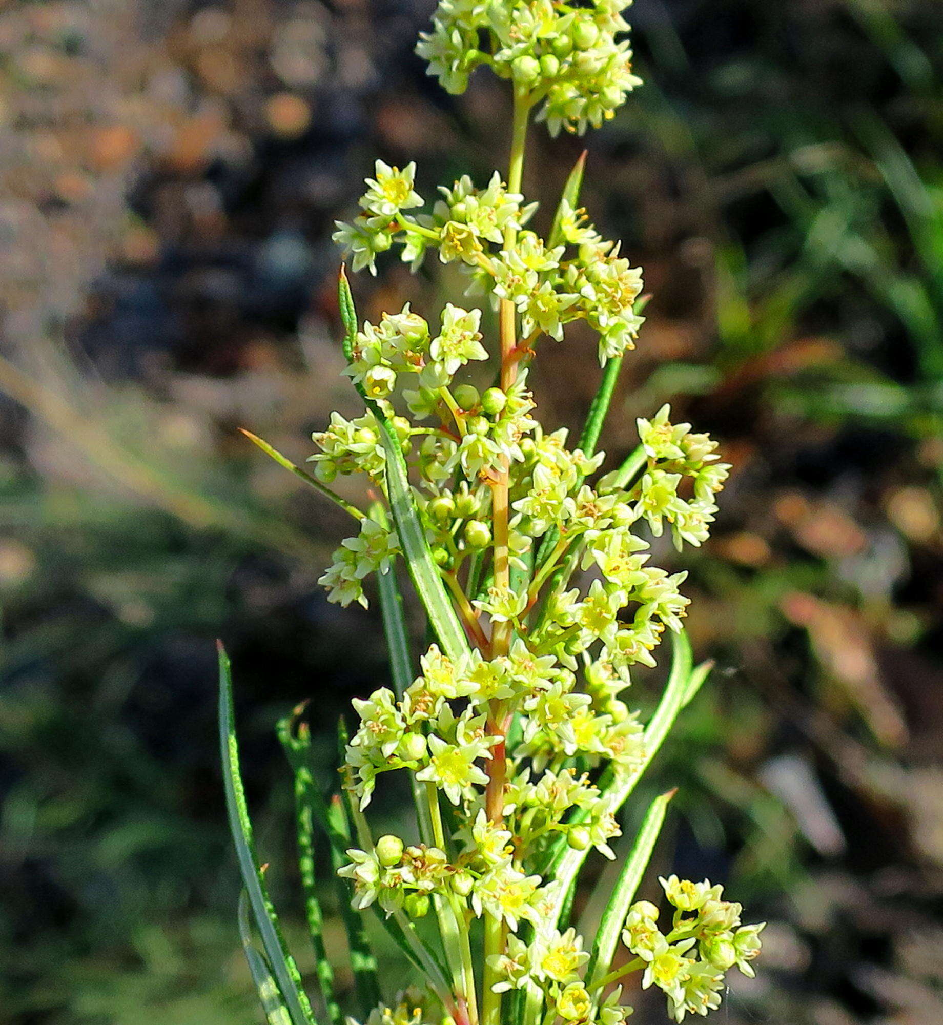 Image de Searsia rosmarinifolia (Vahl) F. A. Barkley