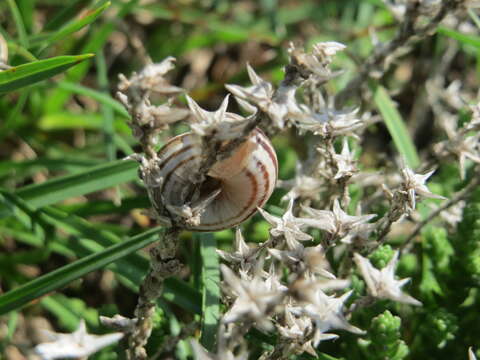 Image of Heath Snail