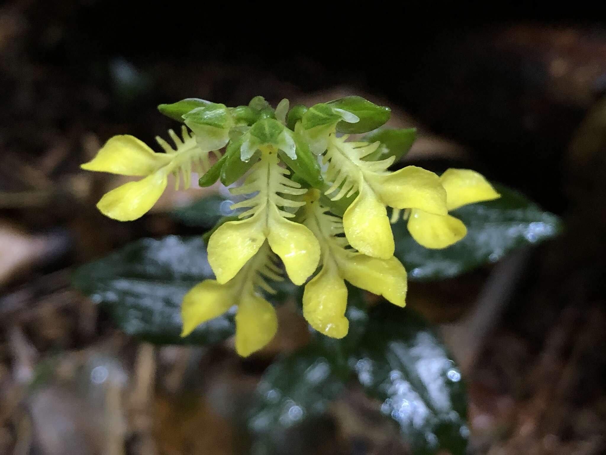 Odontochilus lanceolatus (Lindl.) Blume resmi