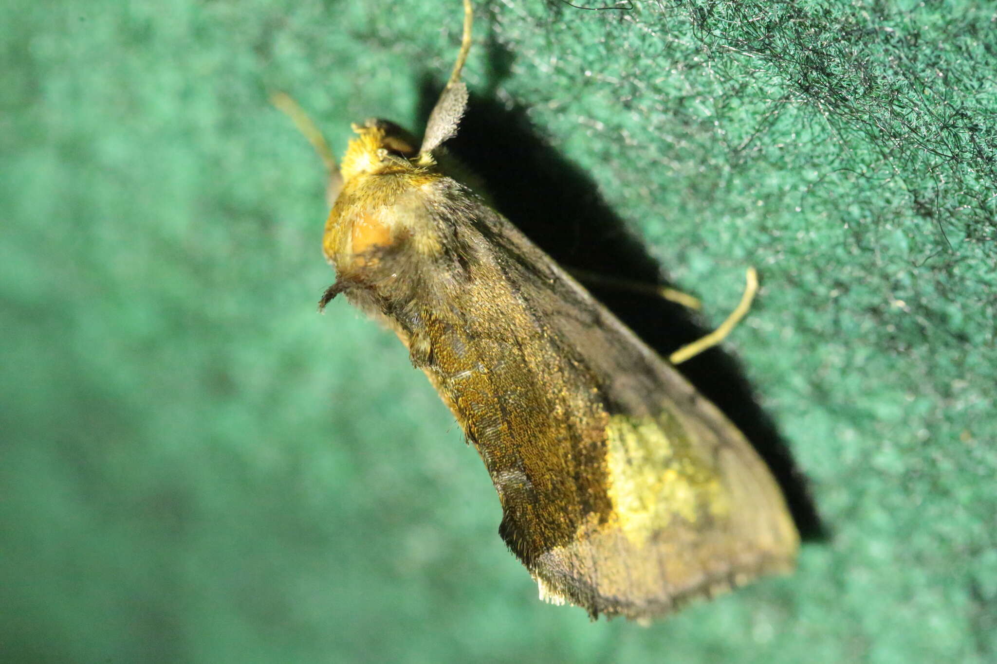 Image of scarce burnished brass