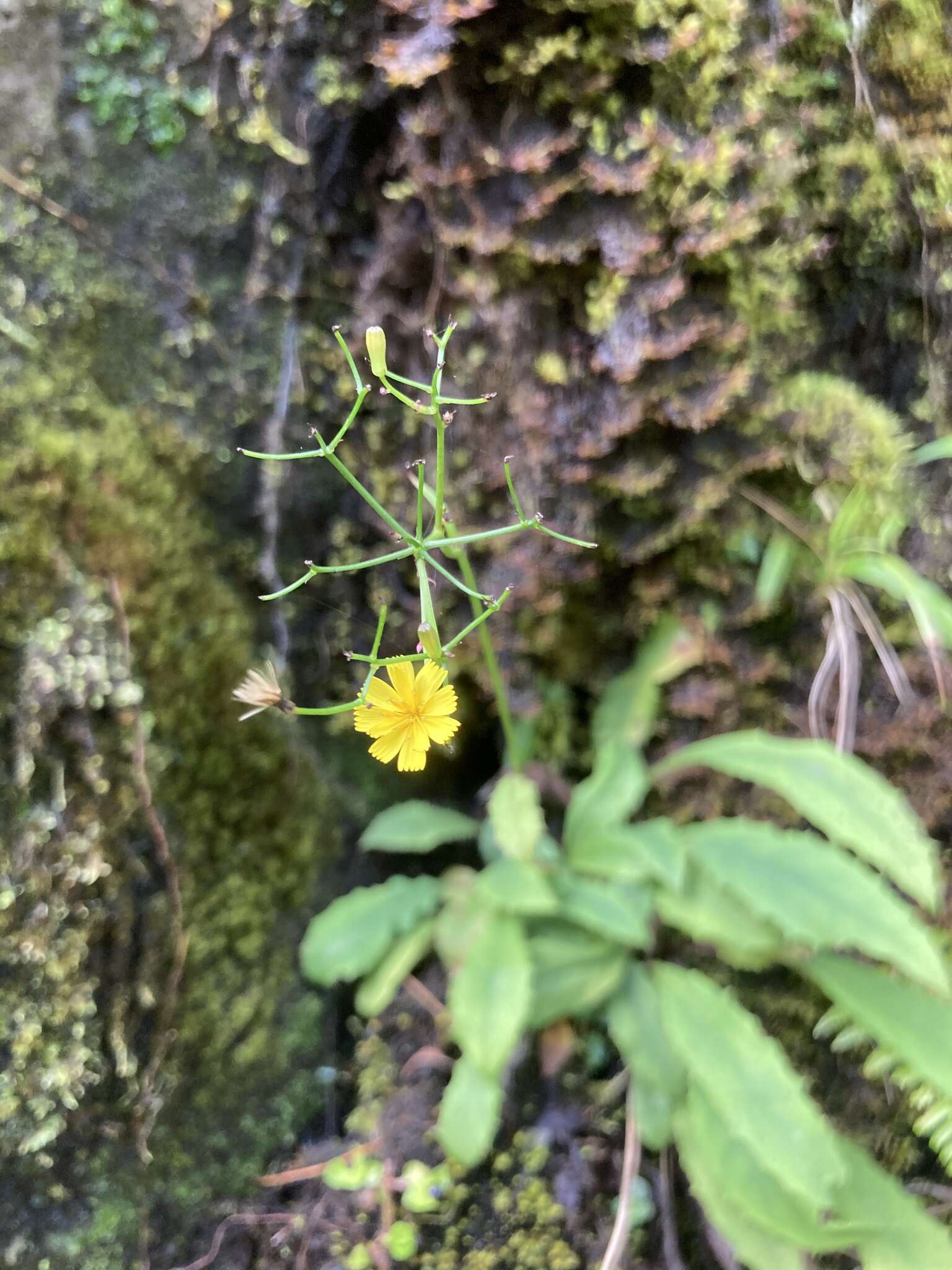 Imagem de Ixeridium laevigatum (Bl.) J. H. Pak & Kawano