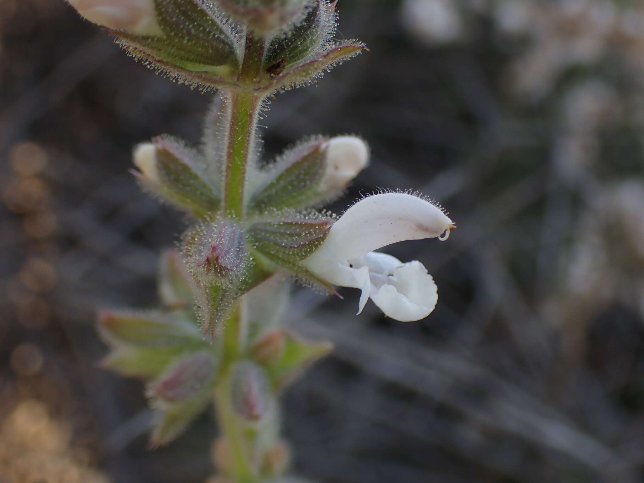 Image of Large blue sage