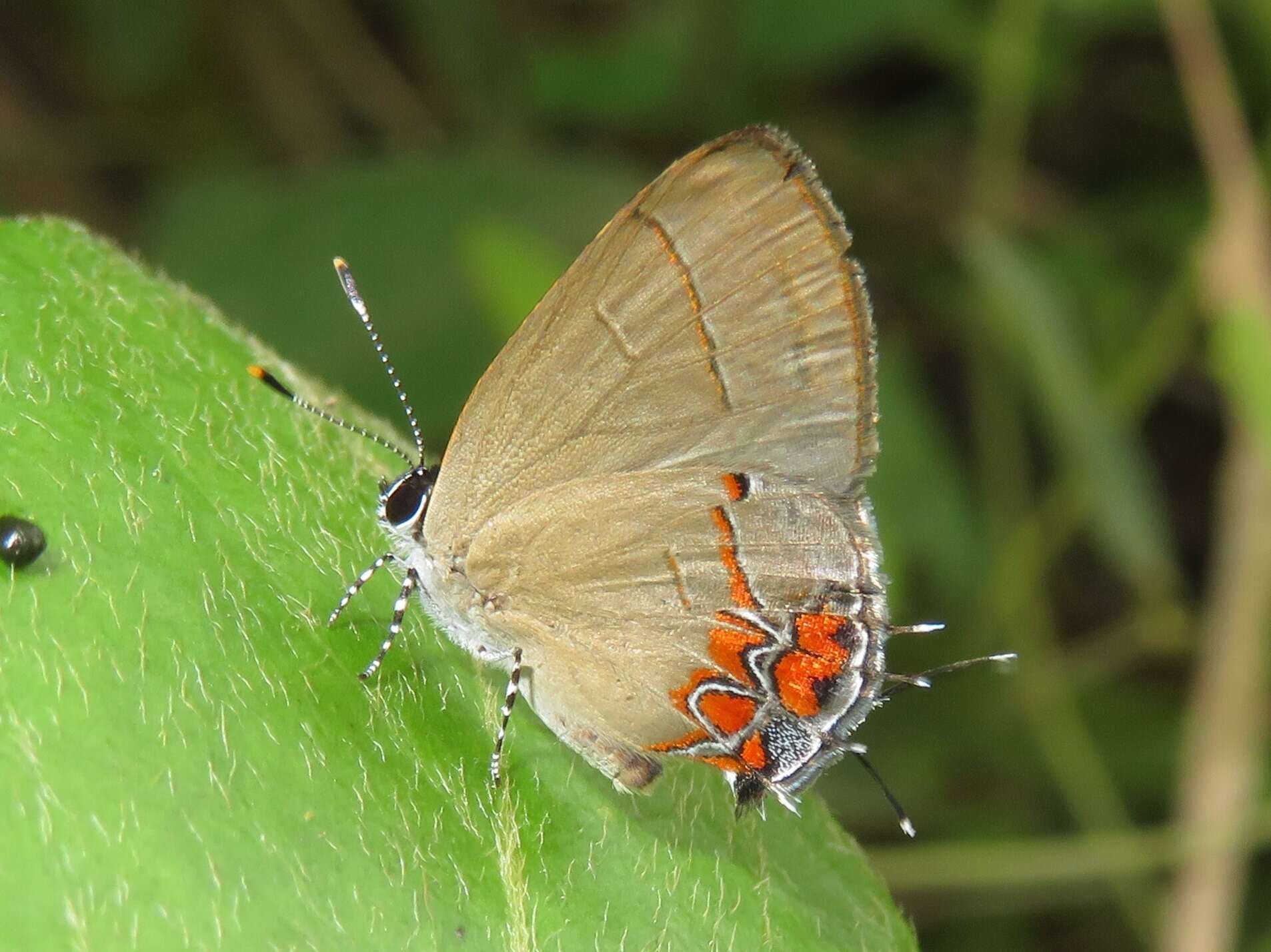 Image de Calycopis cinniana