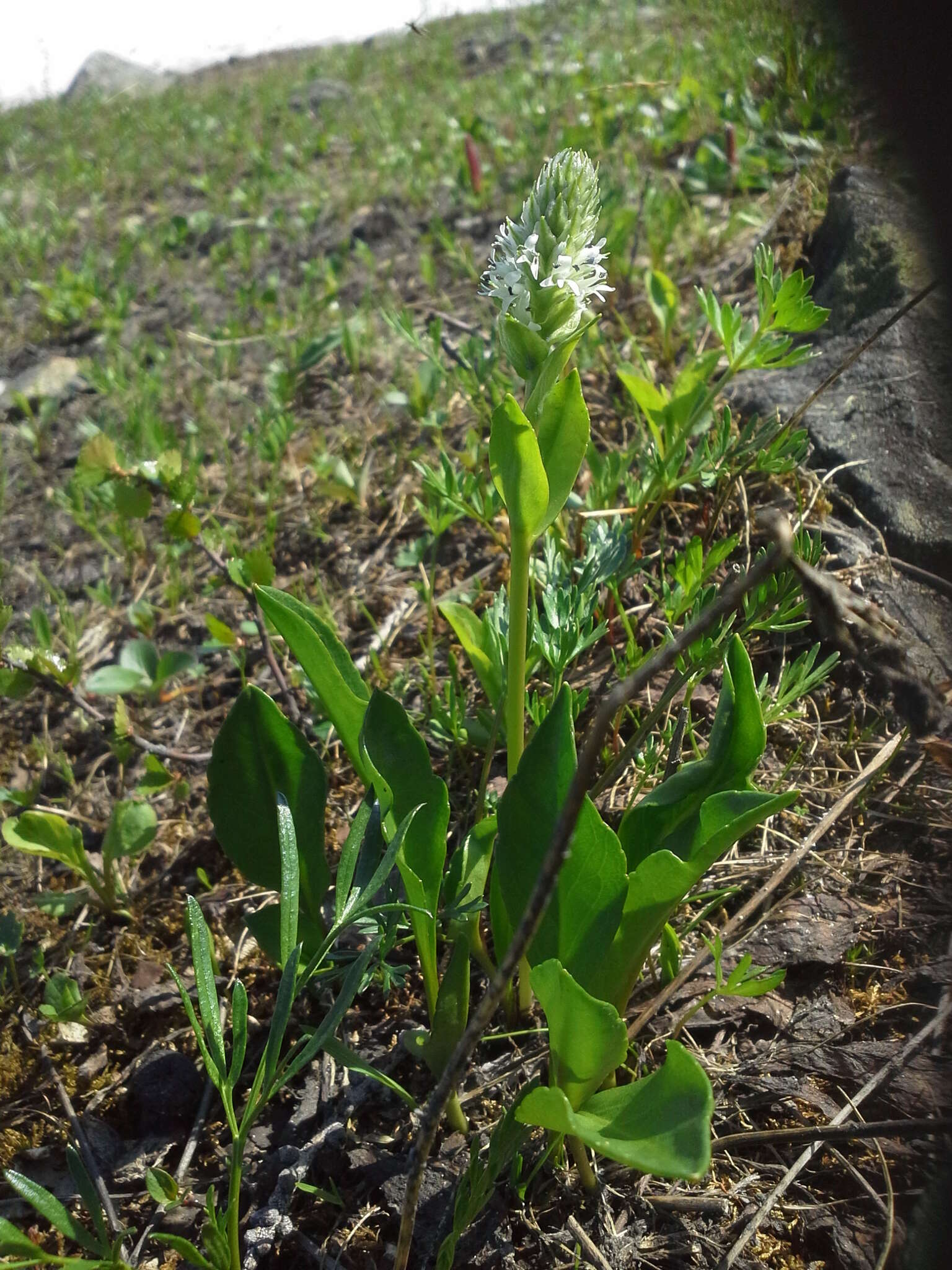 Слика од Lagotis minor (Willd.) Standley