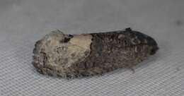 Image of Locust Twig Borer Moth