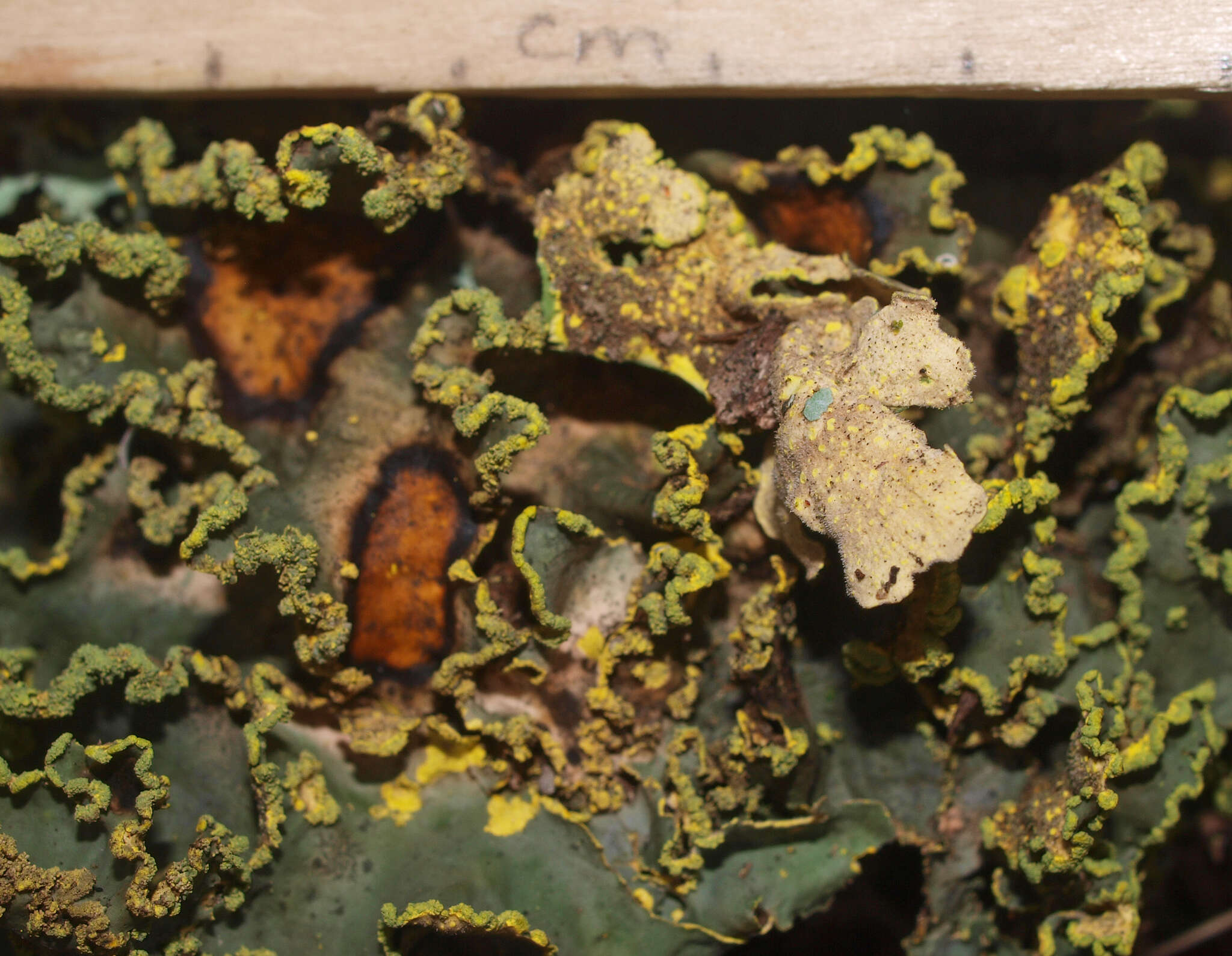 Image of Yellow specklebelly lichen