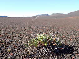 Image of Cynoglossum borbonicum (Lam.) Bory