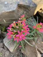 صورة Collomia biflora (Ruiz & Pav.) A. Brand