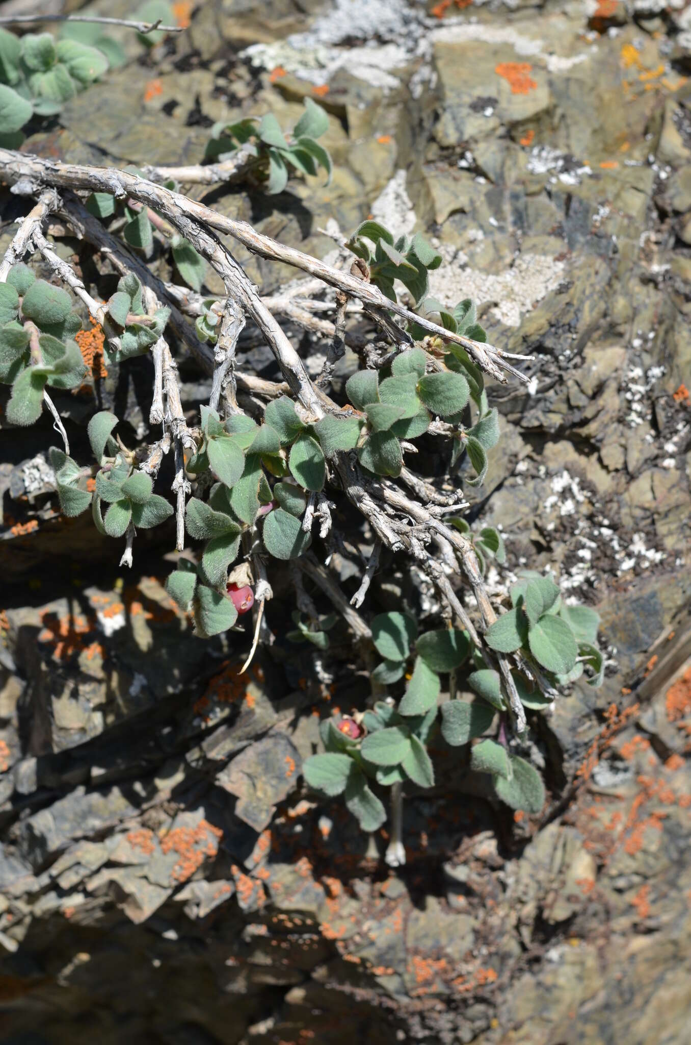 صورة Lonicera humilis Kar. & Kir.