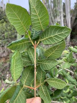 Image of Campomanesia schlechtendaliana (Berg) Niedenzu