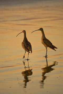 Image of Long-billed Curlew