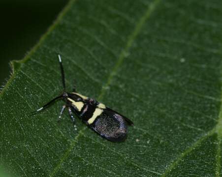 Image of Dasycera oliviella (Fabricius 1794)