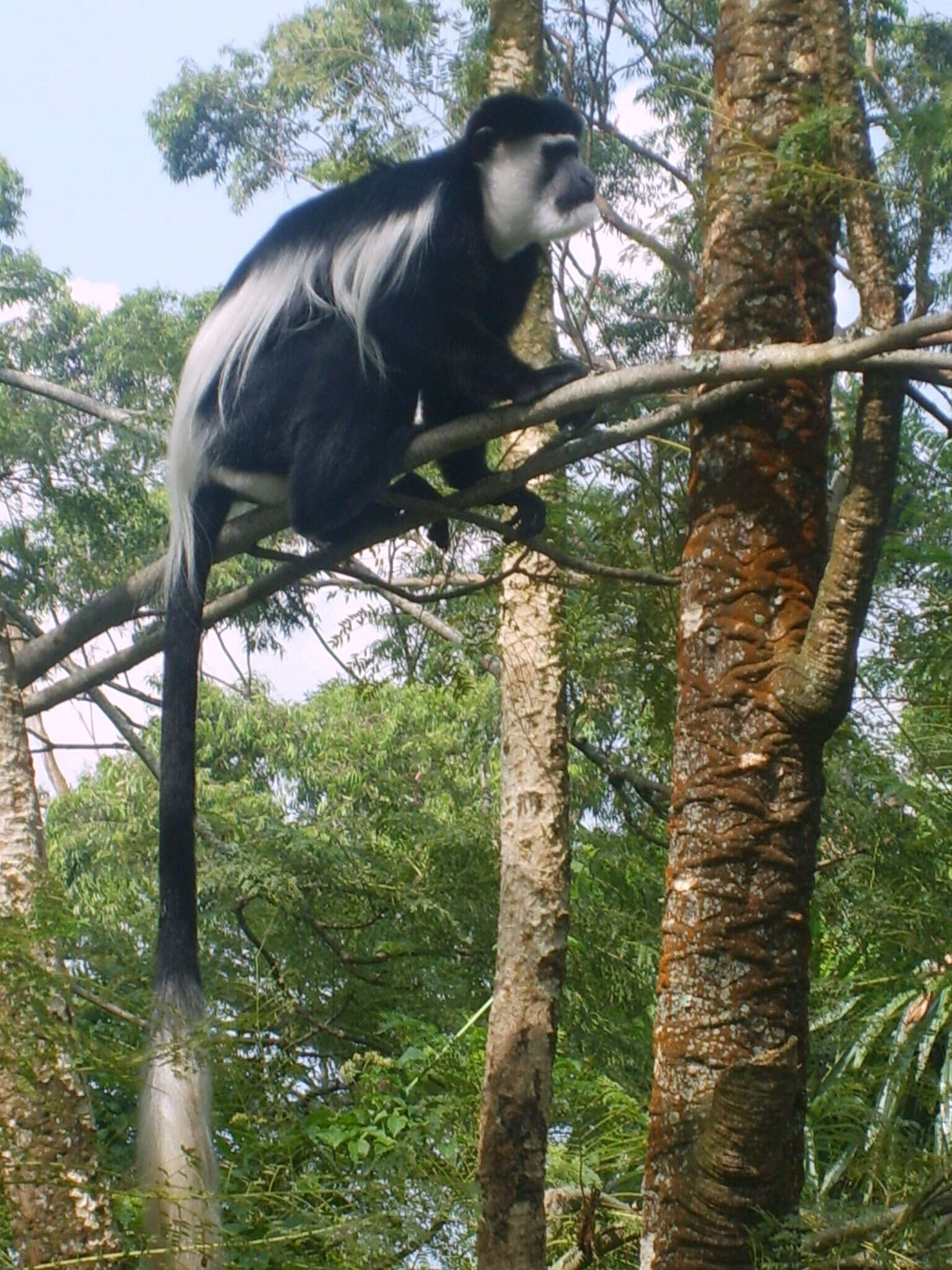 Image of Colobus guereza occidentalis (de Rochebrune 1887)