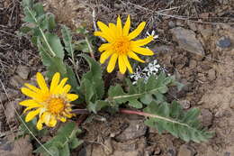 Image of serrate balsamroot