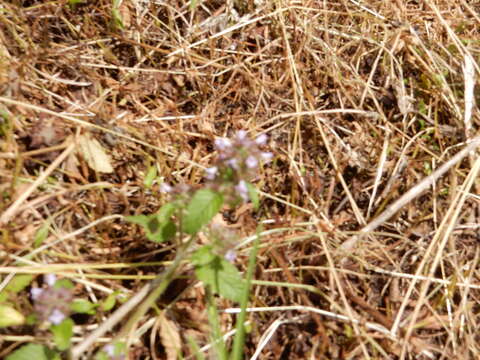 Image of Clinopodium chinense (Benth.) Kuntze