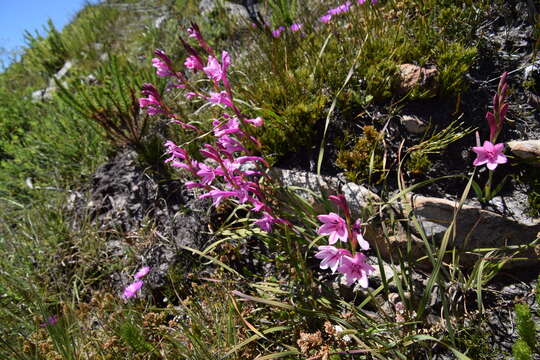 Imagem de Watsonia paucifolia Goldblatt